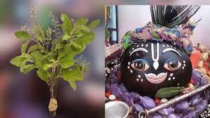  तुलसी विवाह  