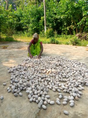 छत्तीसगढ़ : सफलता की कहानी : कोसा कीटपालन बना जीवन यापन का उत्तम साधन