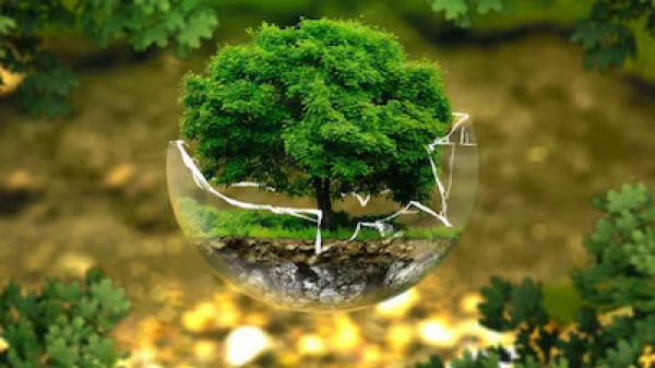 विश्व वानिकी दिवस: पेड़ों की रक्षा और पर्यावरण संरक्षण के प्रति जागरूकता का वैश्विक प्रयास