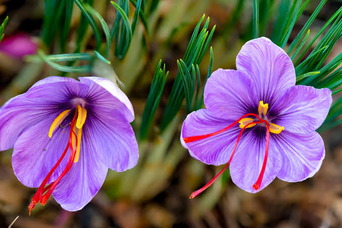 Saffron: The Red Gold