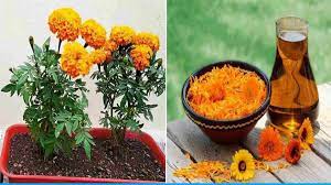 गेंदे के फूल से दूर होगी इस बीमारी की समस्या, जानिए कैसे मिलेगा फायदा