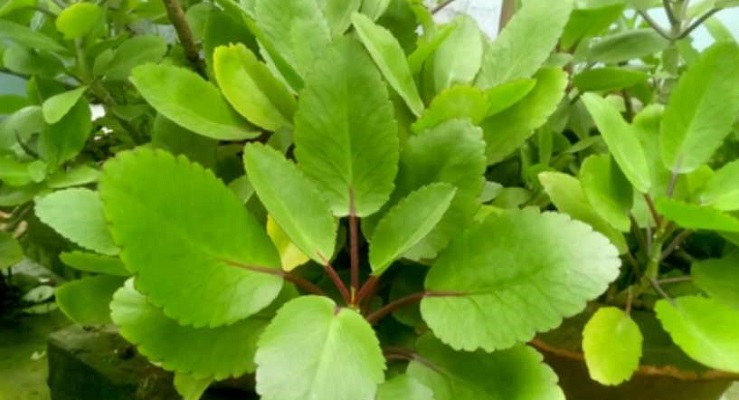 सेहत: इस औषधीय पत्ते के सेवन से हाई बीपी में मिलती है राहत