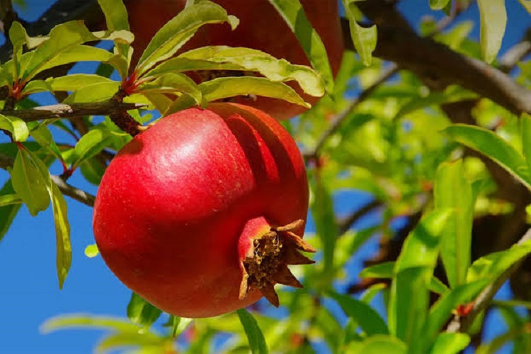 बेहद गुणकारी होते हैं अनार के पत्ते