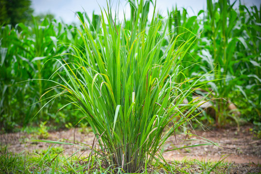 बारिश के मौसम में मच्छरों से रक्षा के लिए ये पौधे करेंगे आपकी मदद 