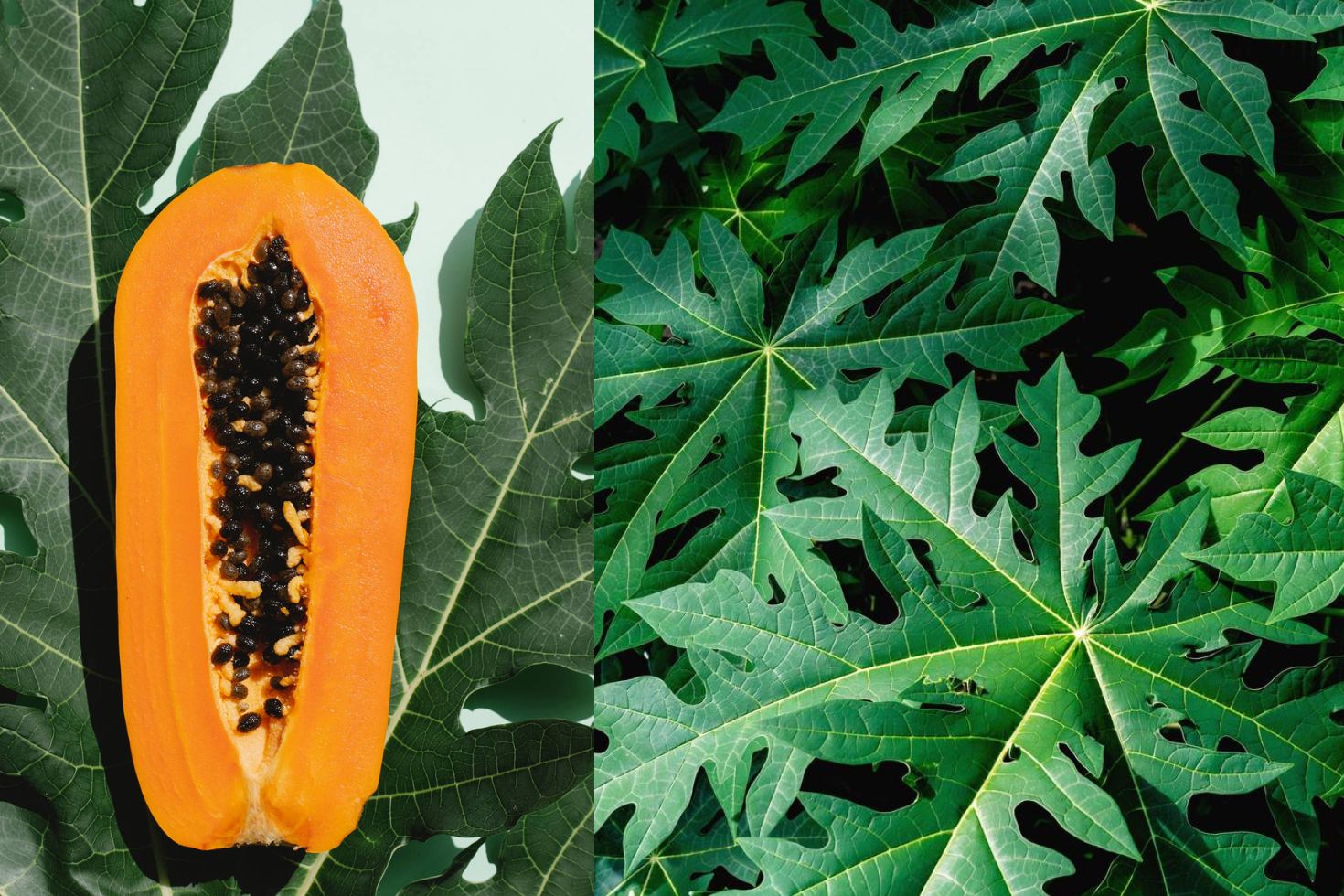 इन समस्याओं में फायदेमंद है पपीता की पत्तियां