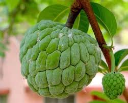 औषधीय गुणों से भरपूर है ये फल 