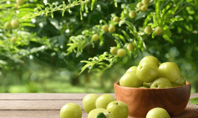 जानें औषधीय गुणों से भरपूर आंवला की कैसी होती है तासीर ?