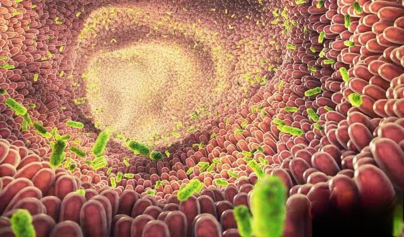 Good Gut Bacteria पाचन और मांसपेशियों के स्वास्थ्य को बढ़ाते हैं 