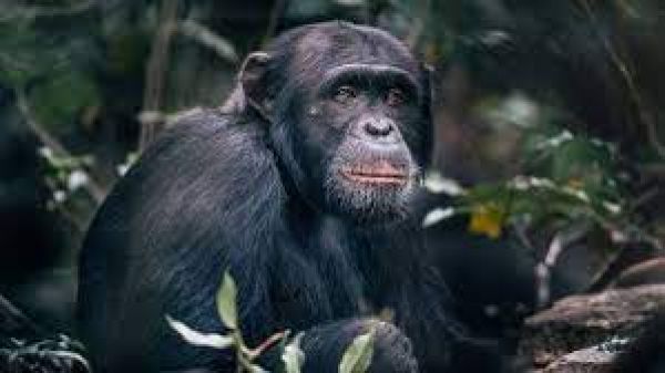 Majority of European chimps are Vitamin D deficient: Study
