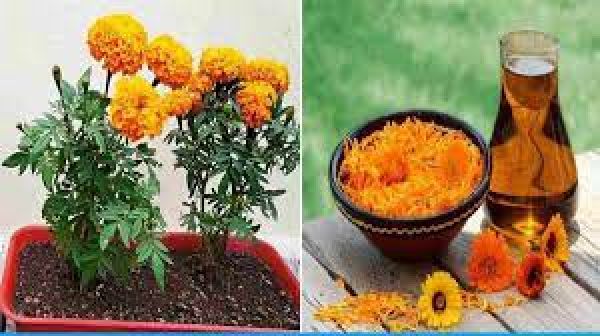 गेंदे के फूल से दूर होगी इस बीमारी की समस्या, जानिए कैसे मिलेगा फायदा