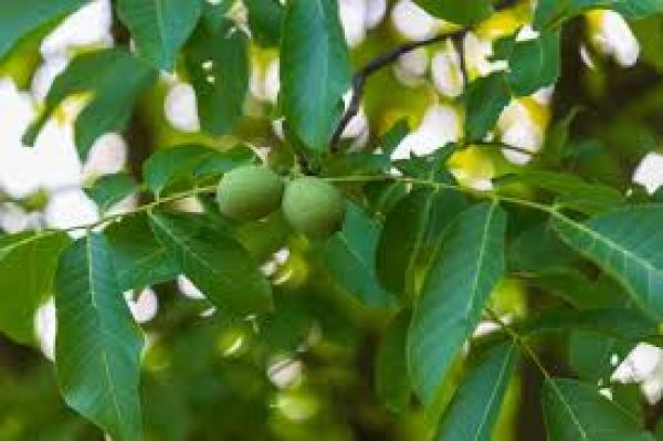 अमरूद की पत्तियों से बालों को मिलते हैं ये जबरदस्त फायदे