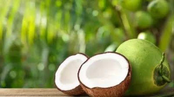 सेहत के लिए गुणकारी है नारियल 