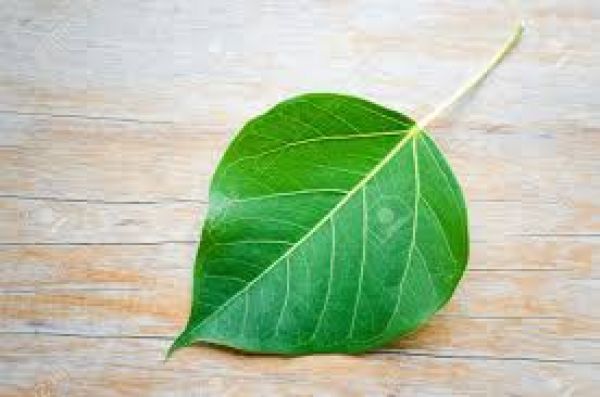 पेट, आंत और खून को साफ करते हैं पीपल के पत्ते