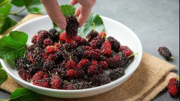 कई बीमारियों के खतरे को कम करता है शहतूत