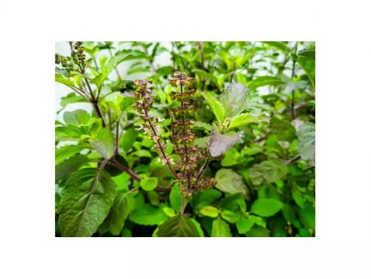 रोजाना तुलसी का सेवन क्यों है फायदेमंद? जानिए इसके चमत्कारी गुण  