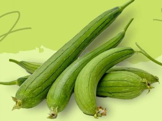 गर्मियों में लाभदायी तुरई का सेवन, पेट साफ तो हाइड्रेट रहेगा शरीर 