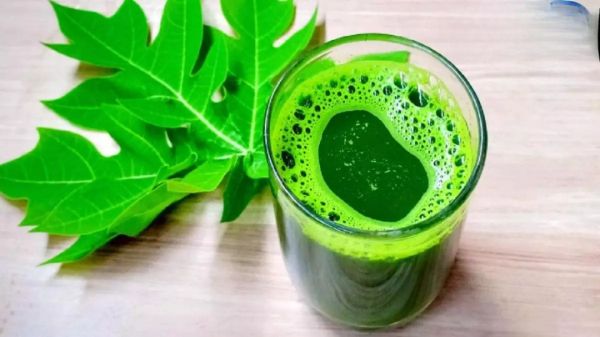 मानसून में बढ़ते डेंगू के बीच पपीते के पत्तों के रस का बढ़ा चलन  