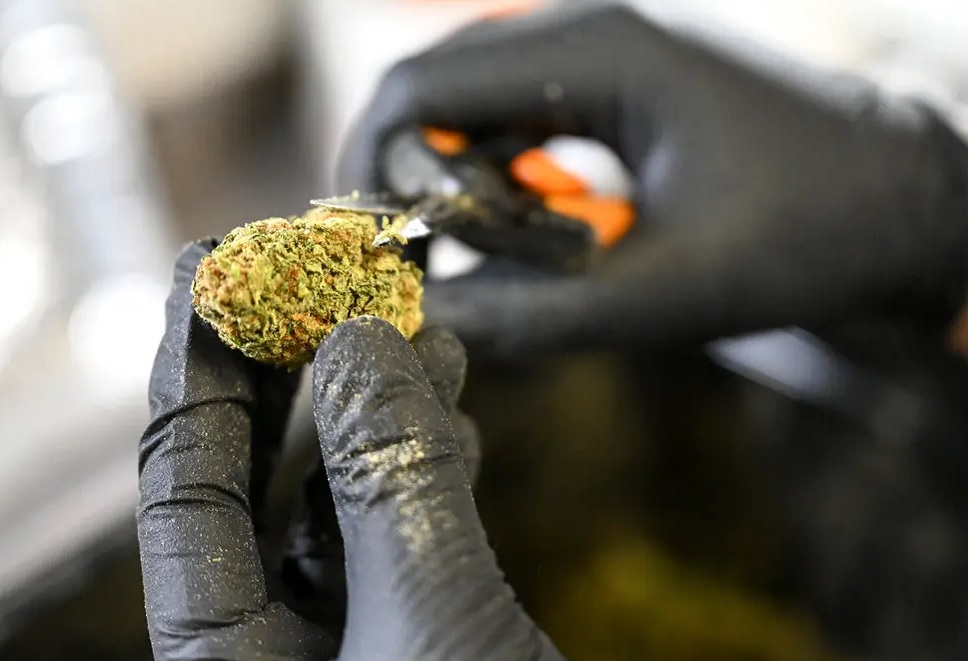 अमेरिकी वैज्ञानिकों का निष्कर्ष, दवाओं के लिए मारिजुआना पर लगा प्रतिबंध हटा दिया जाना चाहिए