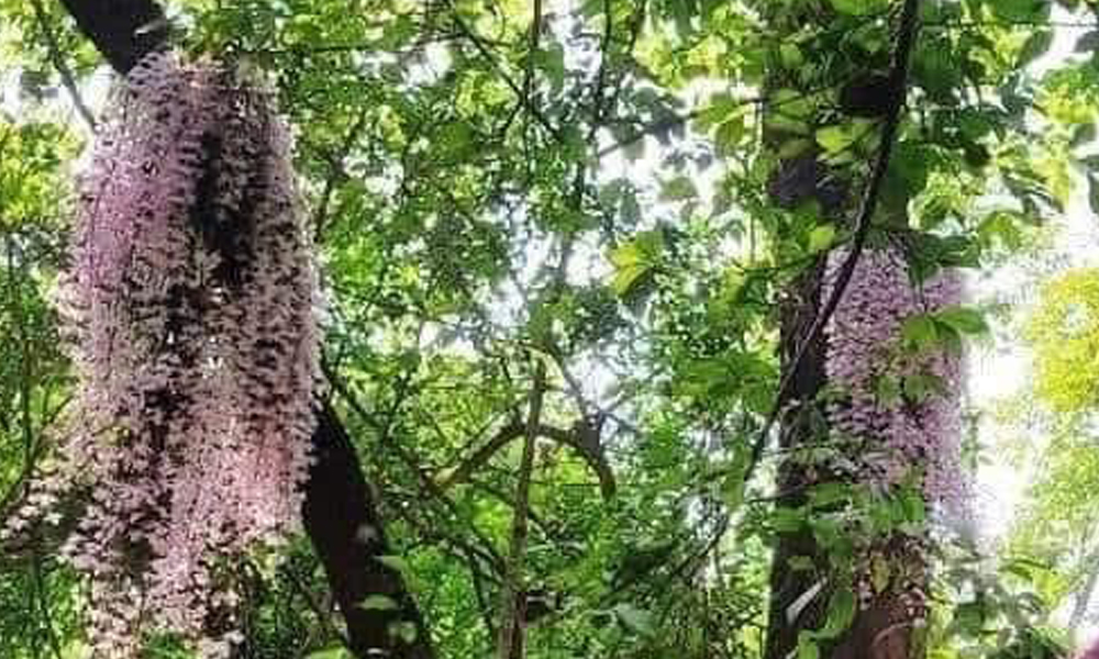 नेपाली नववर्ष पर सलहेश महोत्सव के लिए लगने लगा भारतीय श्रद्धालुओं का जमघट