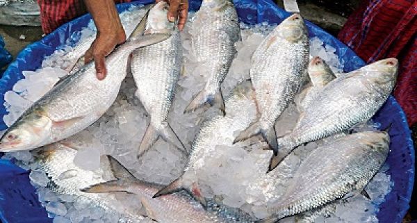 बांग्लादेश सरकार ने अपने व्यापारियों को भारत में लगभग 4,000 मीट्रिक टन हिल्सा मछली बेचने की अनुमति दी