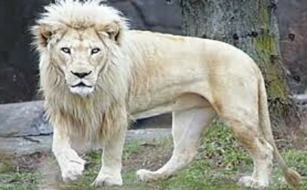 लाहौर में हाउसिंग कॉलोनी के सशस्त्र गार्ड ने पालतू शेर को मार डाला