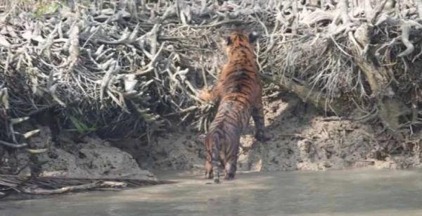 बांग्लादेश के सुंदरबन में एक साथ दिखे तीन बाघ