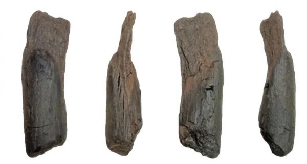 ग्रीस में 430,000 वर्ष पुराने लकड़ी के औजार मिले