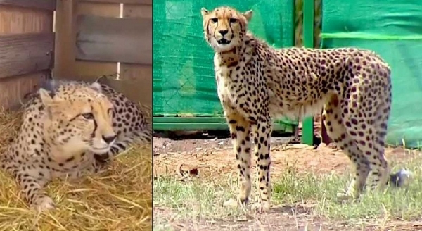 नामीबिया से लाई गई मादा चीता शाशा की तबीयत में हो रहा सुधार