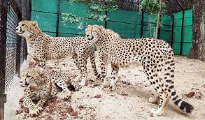 दक्षिण अफ्रीका से 18 फरवरी को भारत आयेंगे 12 चीते: भूपेन्द्र यादव