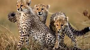 नामीबिया और दक्षिण अफ्रीका से आए चीतों को मिले नए नाम