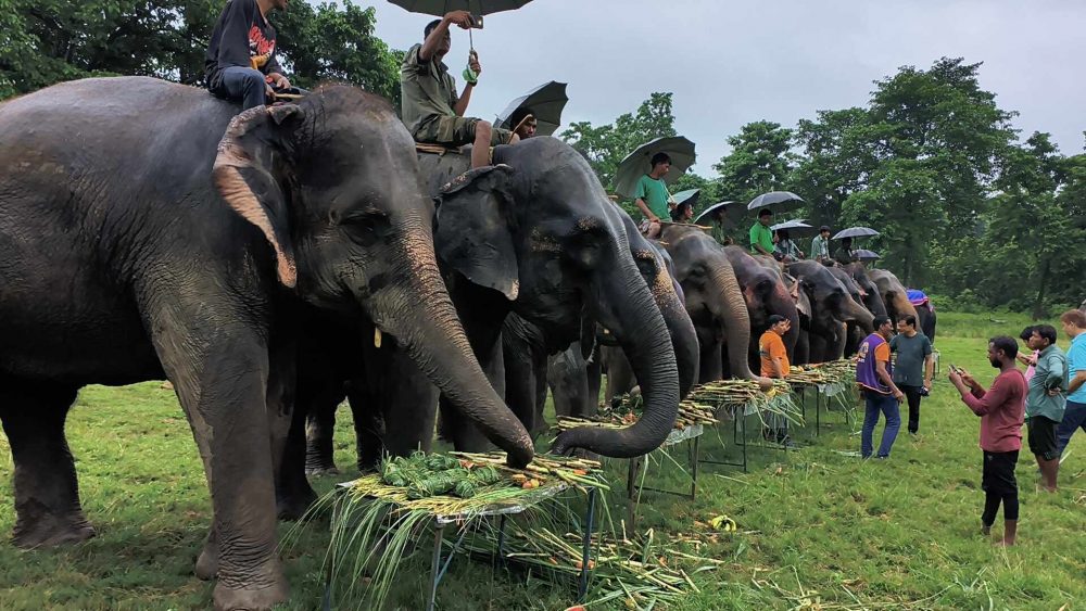 नेपाल : विश्व हाथी दिवस पर केक काटकर हुआ हाथियों का पिकनिक