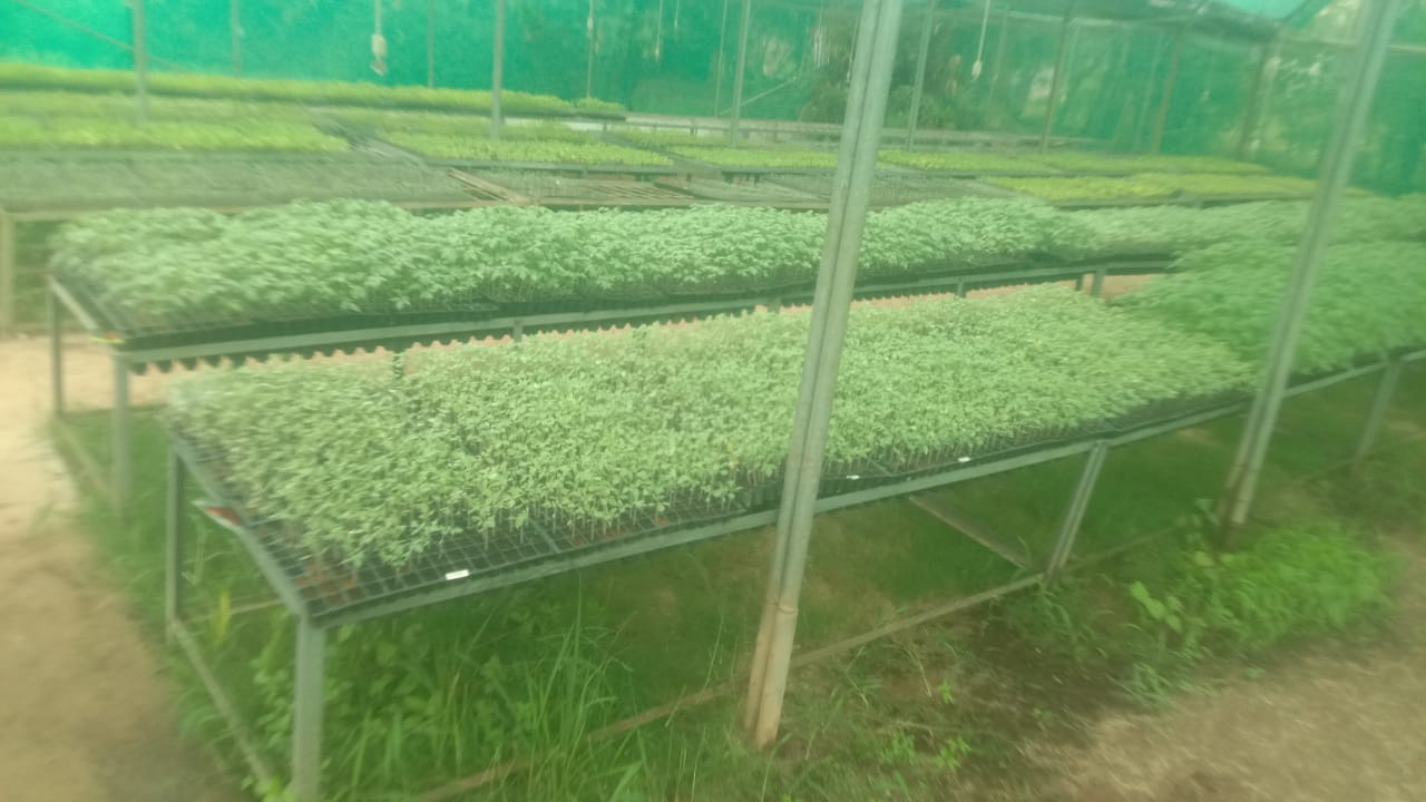 छत्तीसगढ़ : मिनी प्लग टाइप सीडलिंग यूनिट: किसानों के लिए गुणवत्तायुक्त पौधों का नया समाधान