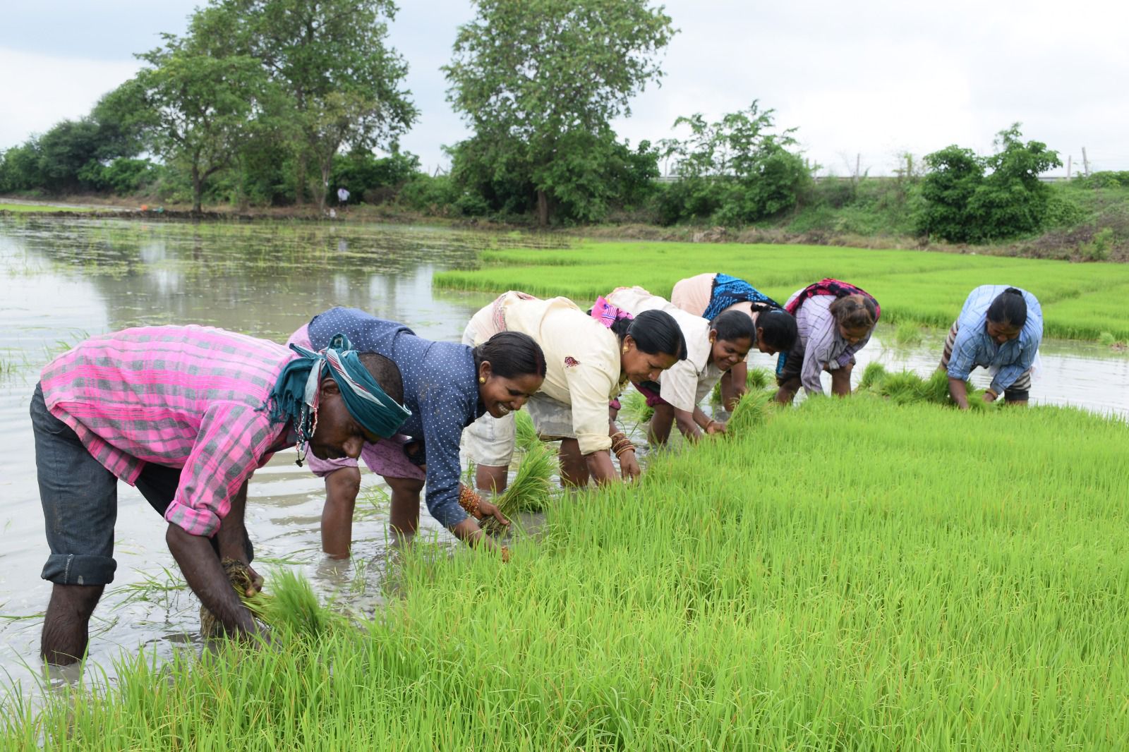 छत्तीसगढ़ : रजत महोत्सव : धमतरी जिले की कृषि प्रगति &ndash; 25 वर्षों की उपलब्धियों की सुनहरी गाथा