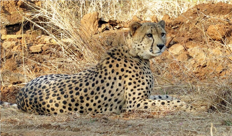  मुख्यमंत्री डॉ. यादव आज कूनो राष्ट्रीय उद्यान के जंगल में 3 चीतों को करेंगे रिलीज