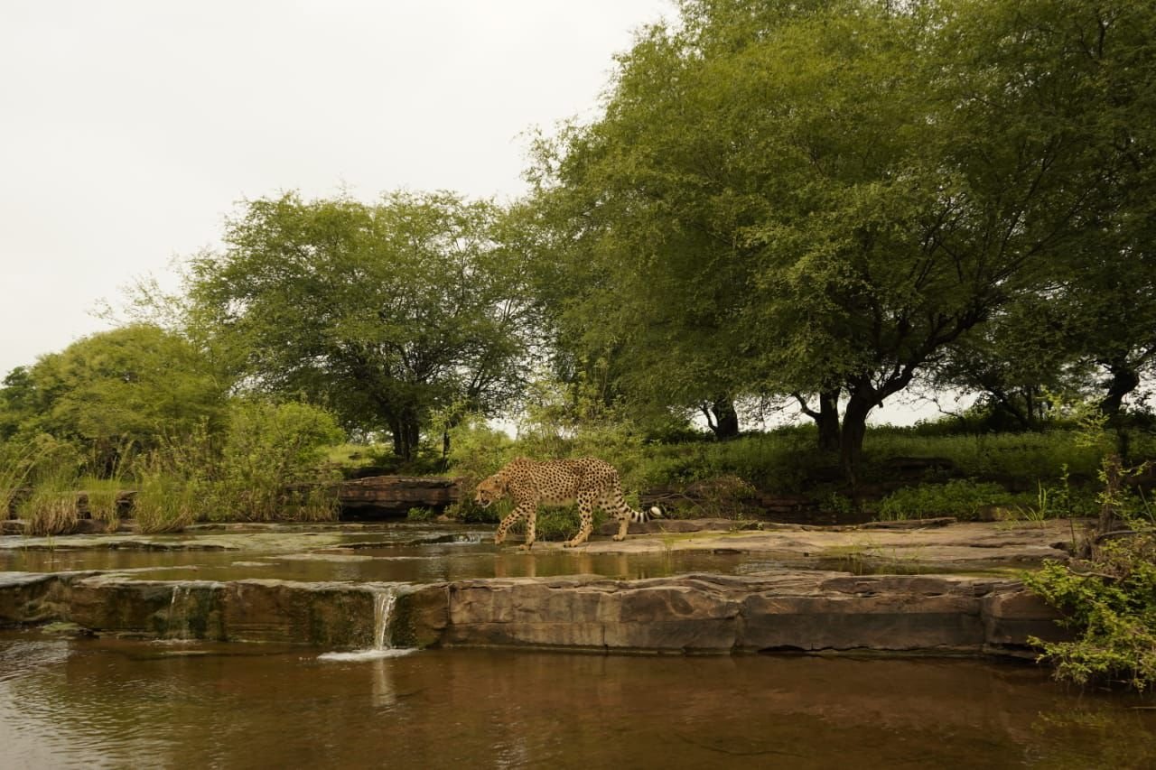 प्रधानमंत्री ने अंतरराष्ट्रीय चीता दिवस पर वन्यजीव प्रेमियों को दी बधाई