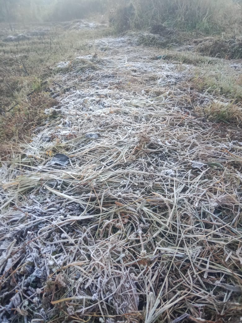 अनूपपुर: नर्मदा उद्गम स्थल अमरकंटक में जमी बर्फ की चादर, कोहरे से ढका शहर