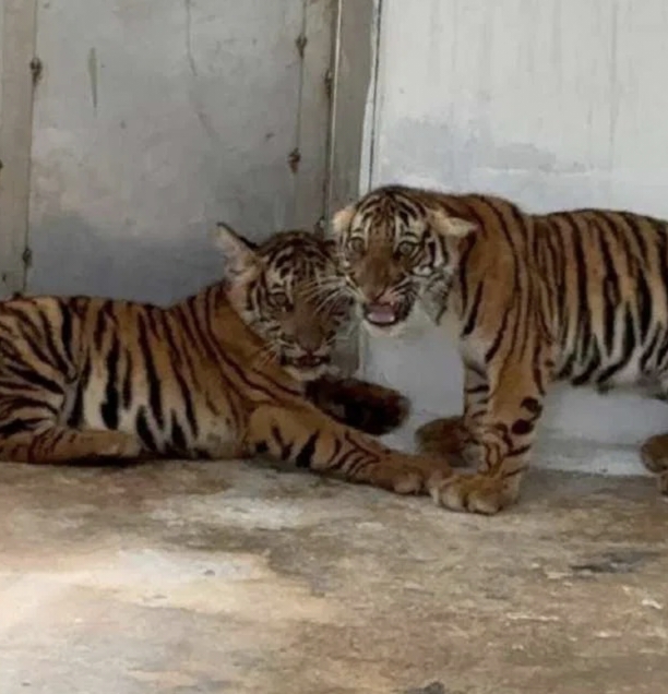  कर्नाटक : चार दिन में चार बाघ शावकों की मौत