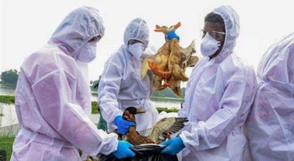  केरल के अलाप्पुझा में बर्ड फ्लू की पुष्टि, 20 हजार से अधिक बतखों की मौत