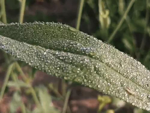 उत्तर राजस्थान में कड़ाके की सर्दी, सीकर में न्यूनतम तापमान एक डिग्री