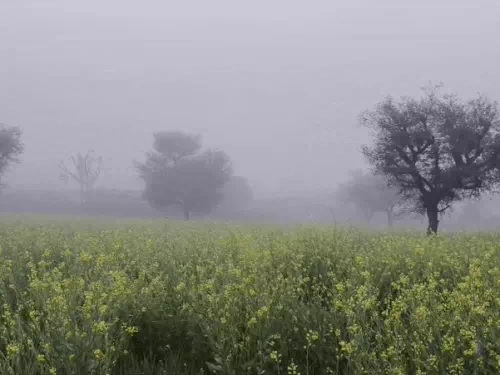 राजस्थान में कड़ाके की ठंड , नाै जिलों में घने कोहरे का अलर्ट