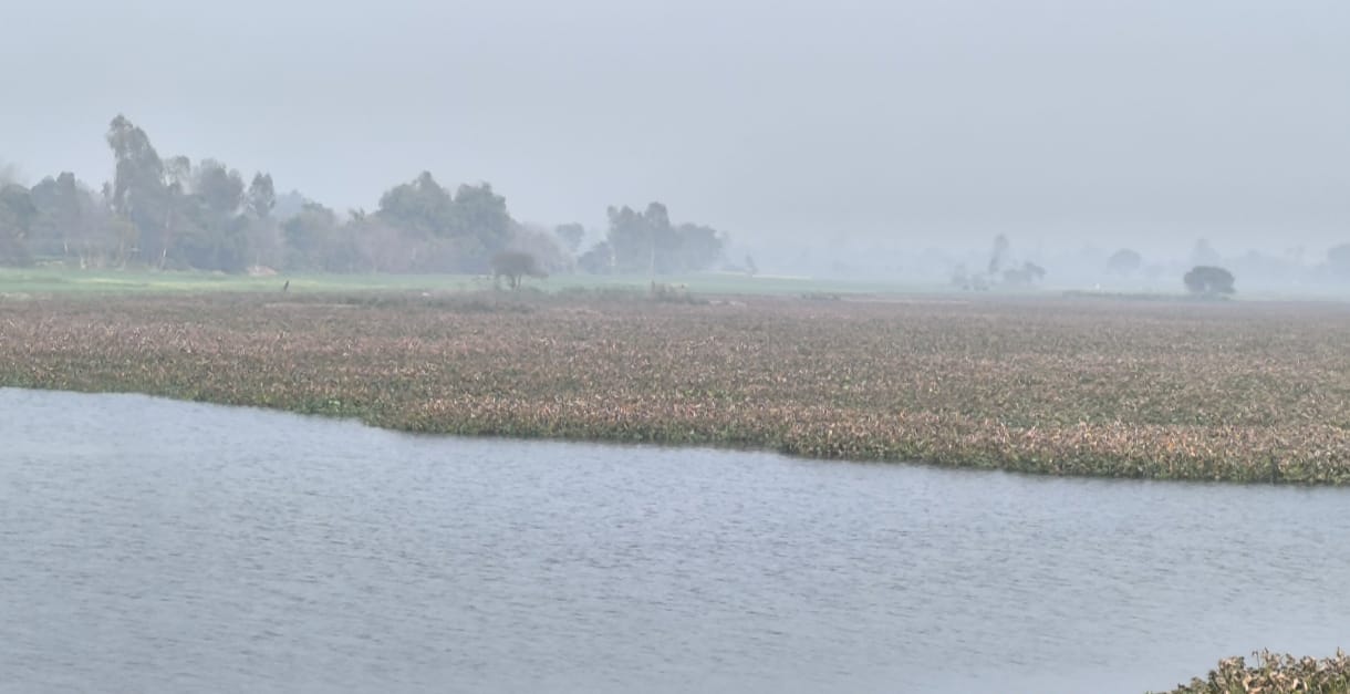 बाराबंकी जिले की प्रसिद्ध भगहर झील की सुंदरता पर जलकुंभी का ग्रहण