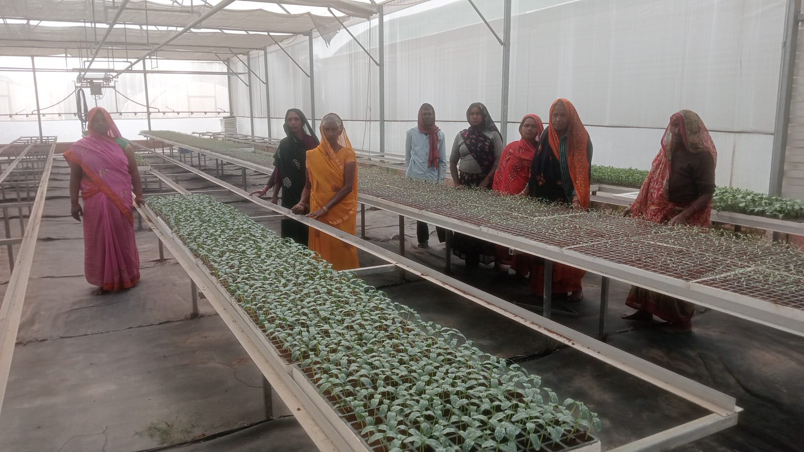 राजकीय नर्सरी सैदाबाद में उपलब्ध है गुणवत्तायुक्त, रोगमुक्त सब्जियों की बेहन