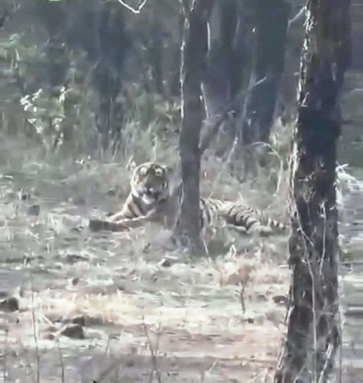 कूनो के जंगल में टेरिटरी ढूंढ रहे राजस्थान रणथम्भौर के टाइगर