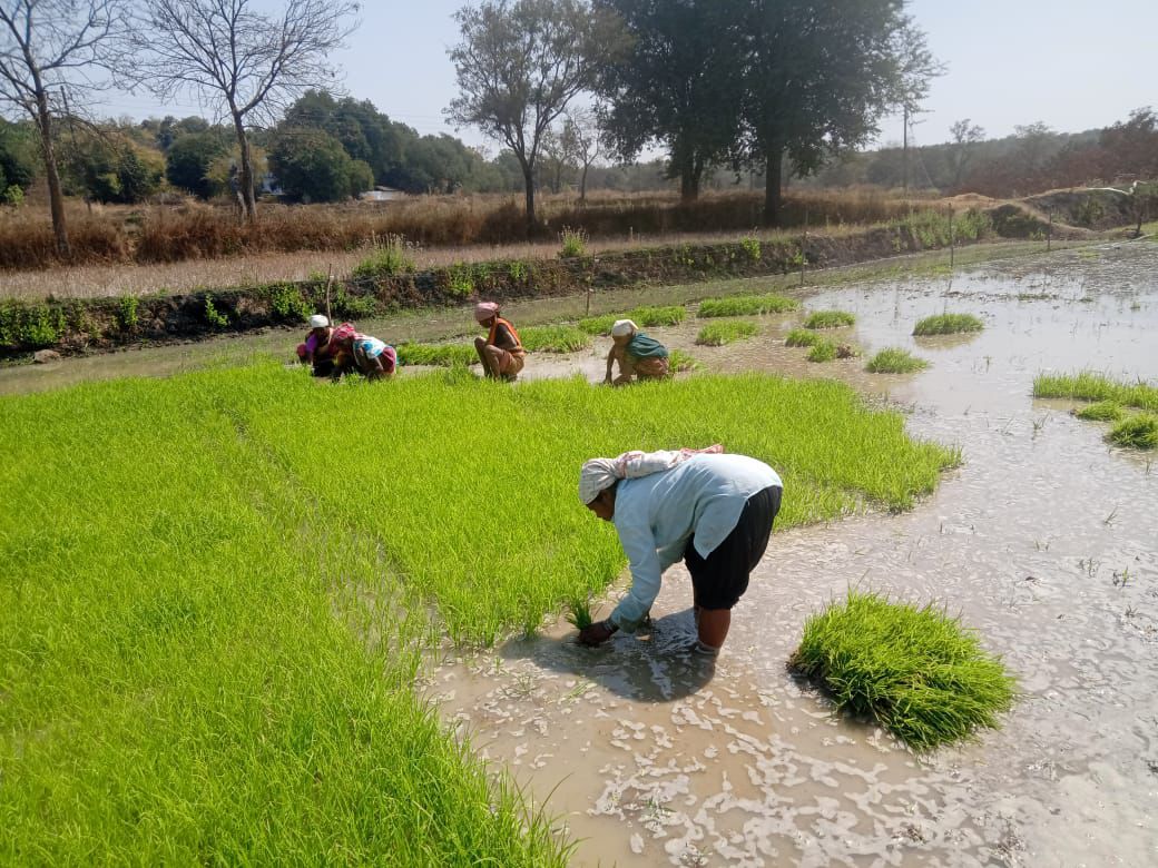 धान के साथ वैकल्पिक फसलों की ओर बढ़ते धमतरी के किसान, रागी की खेती बनी नई पहचान