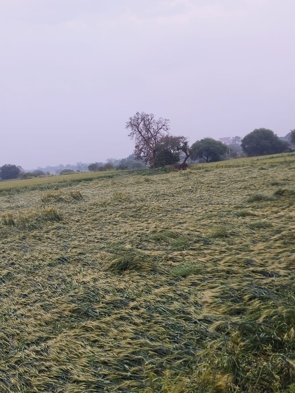 उज्&zwj;जैन: बारिश और तेज हवाओं से गेहूं की फसल बर्बाद, कई गांवों में नुकसान का अनुमान