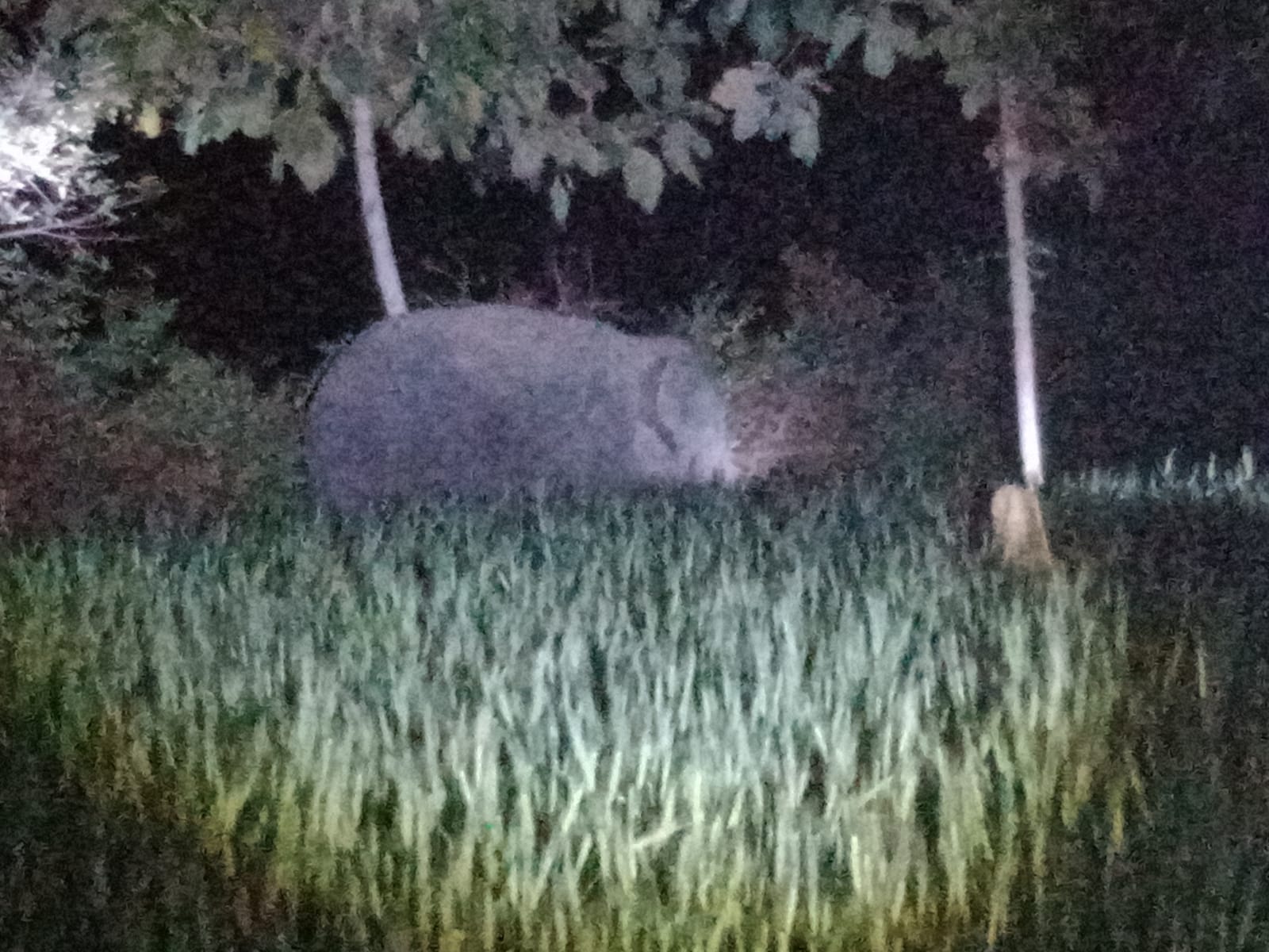 अनूपपुर में हाथियों की दस्तक, छत्तीसगढ़ से आया चौथा हाथी; वन विभाग अलर्ट