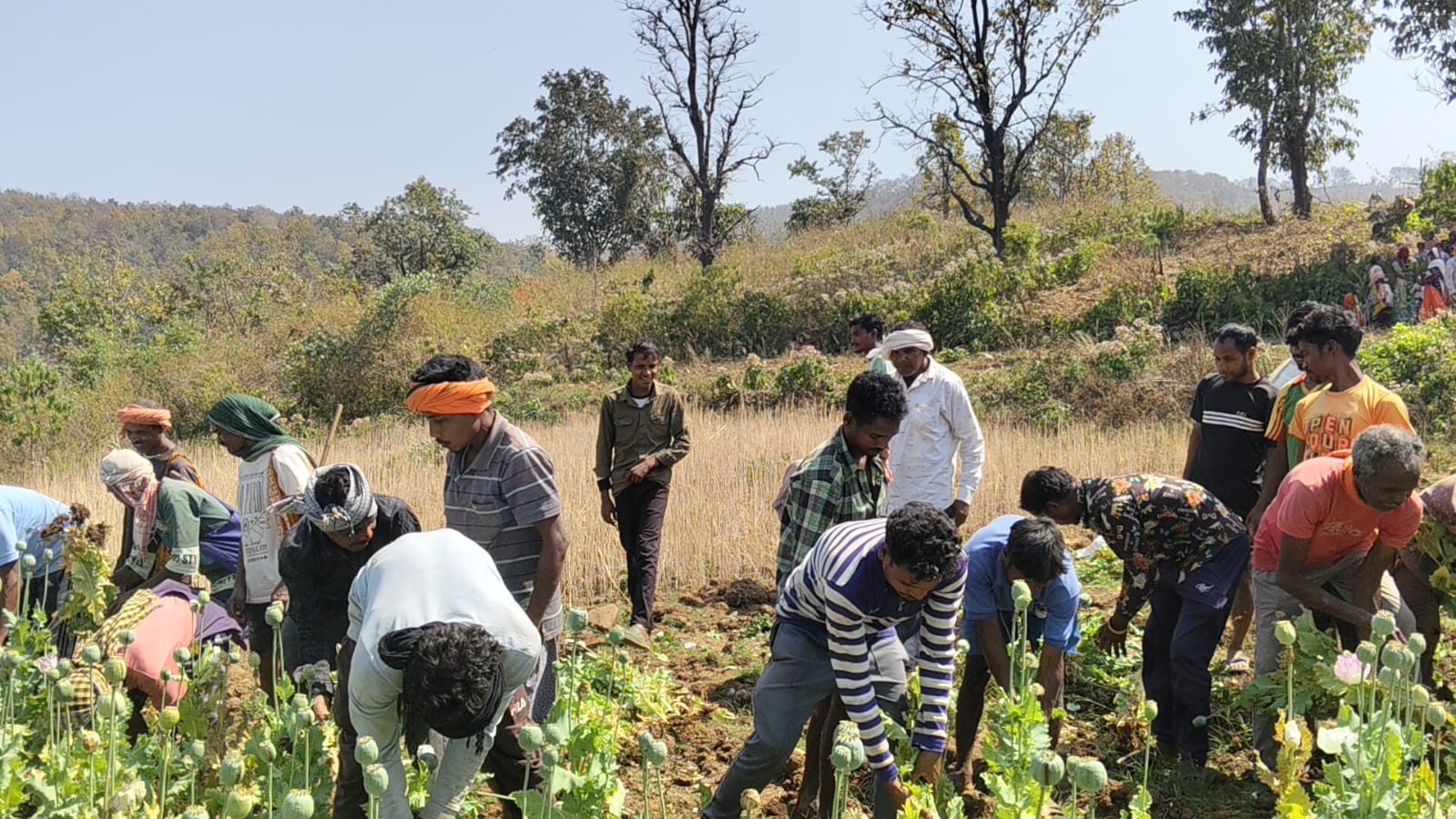 बलरामपुर में फिर मिली अफीम की खेती , कुसमी ब्लॉक के तुर्रिपानी में अवैध फसल का खुलासा