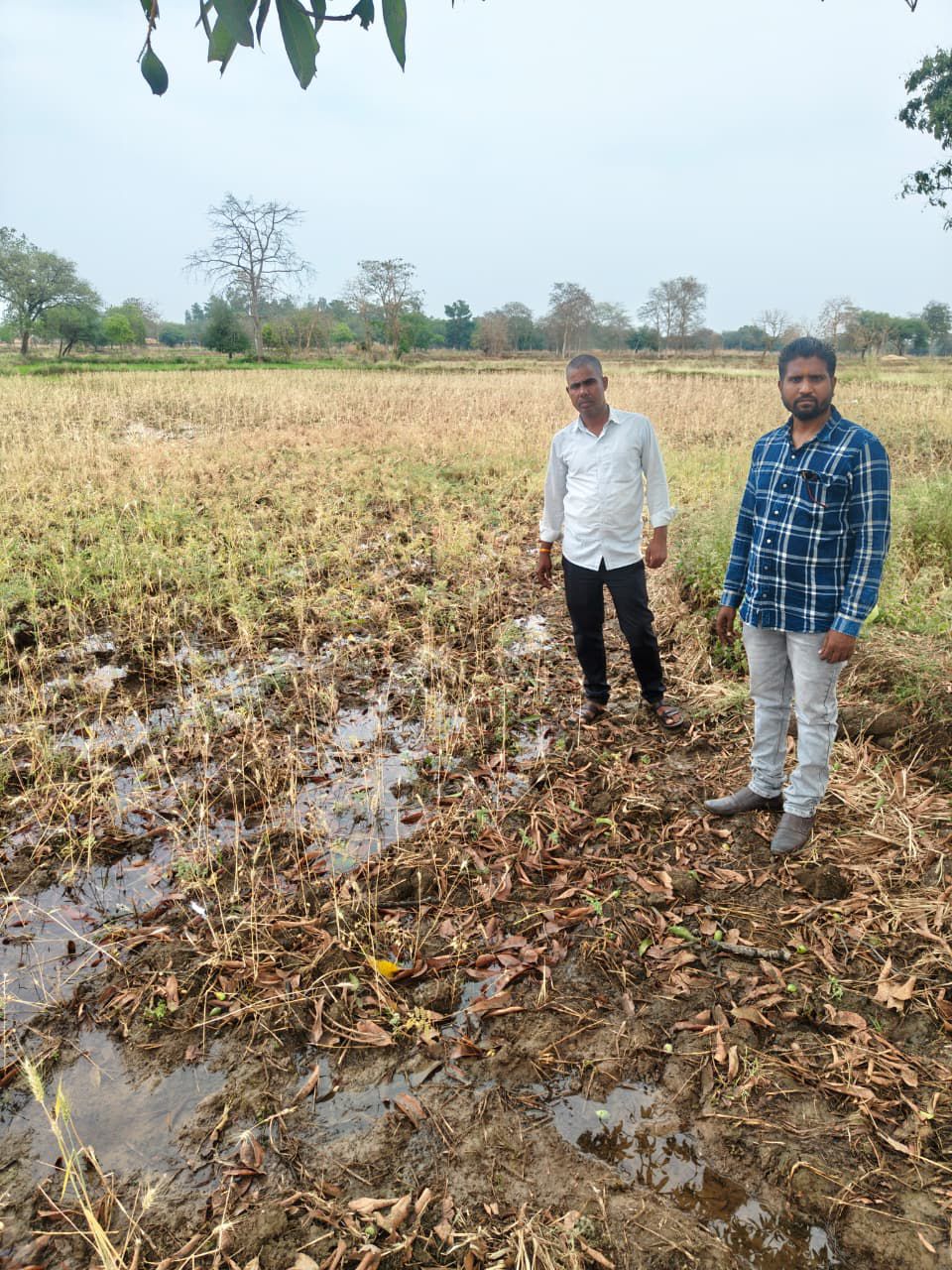 रोजाना होगा फसल क्षति का आकलन, मौसम की मार से किसान परेशान