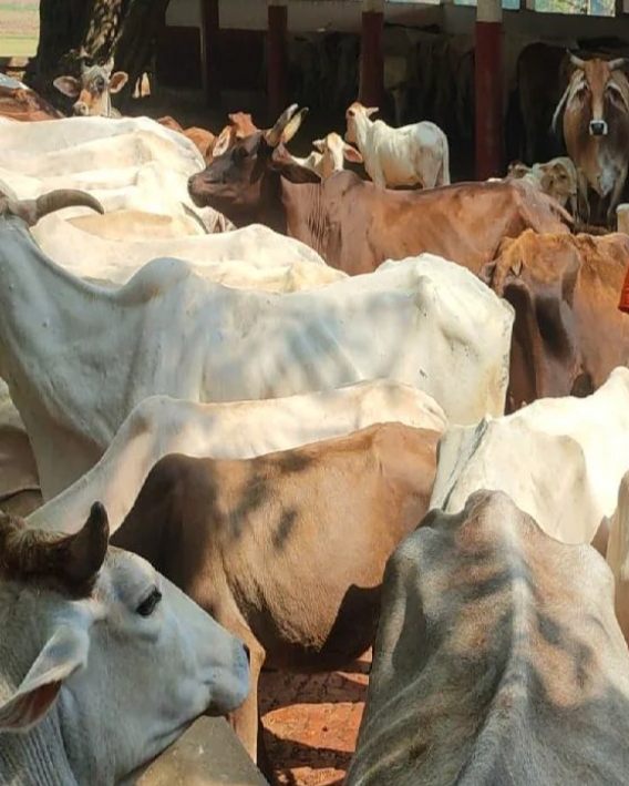 गौ सेवा काशी प्रांत का तीन दिवसीय निवासी प्रशिक्षण शिविर शुरू