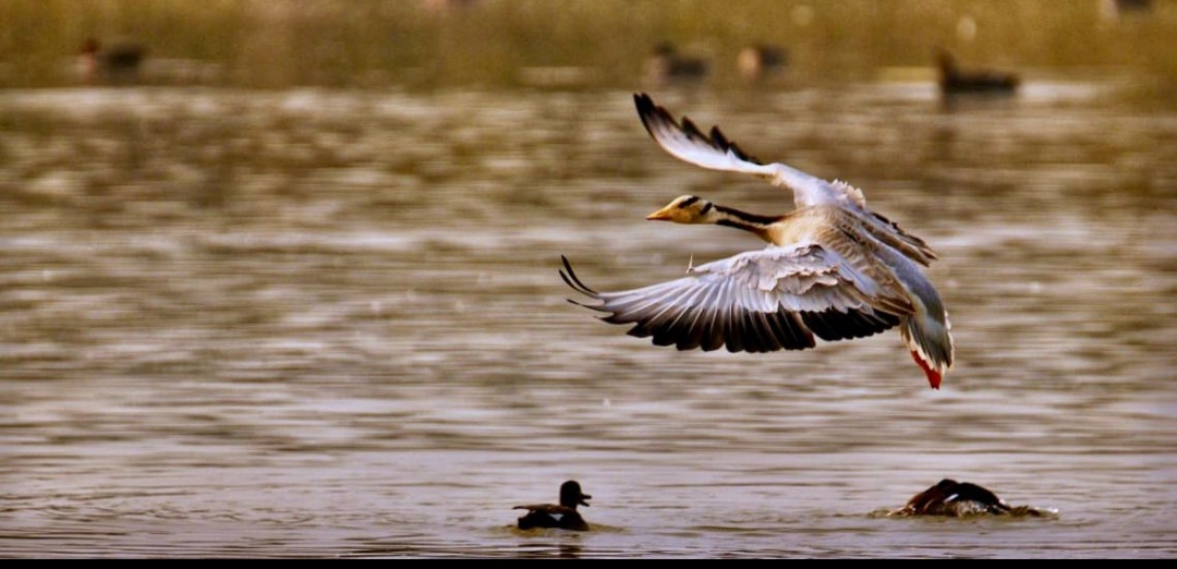 उत्तर प्रदेश की शेखा झील को मिला रामसर साइट का दर्जा